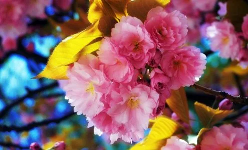 Daisy's Flower Shop business photo