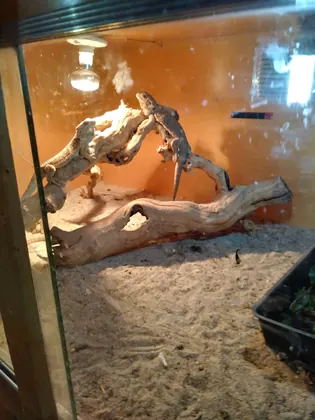 Hidden Valley reptile and pets, formally Kritters pets., business photo 2