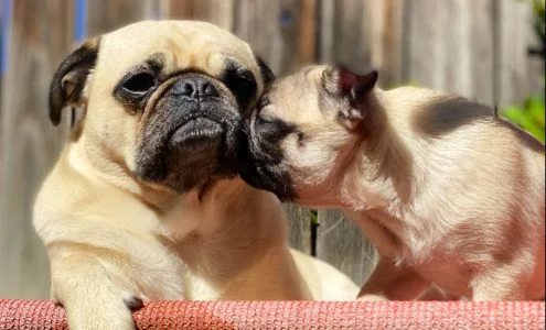 Pets R People 2 business photo