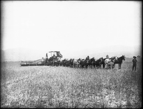 24-horse harvester in the field, Hemet, Riverside County, ca.1890-1900 (CHS-3879)