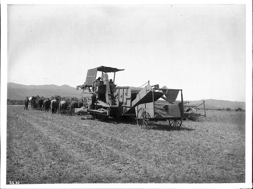 Twenty-four-horse harvester in the field, Hemet, Riverside County, ca.1890-1900 (CHS-3880)